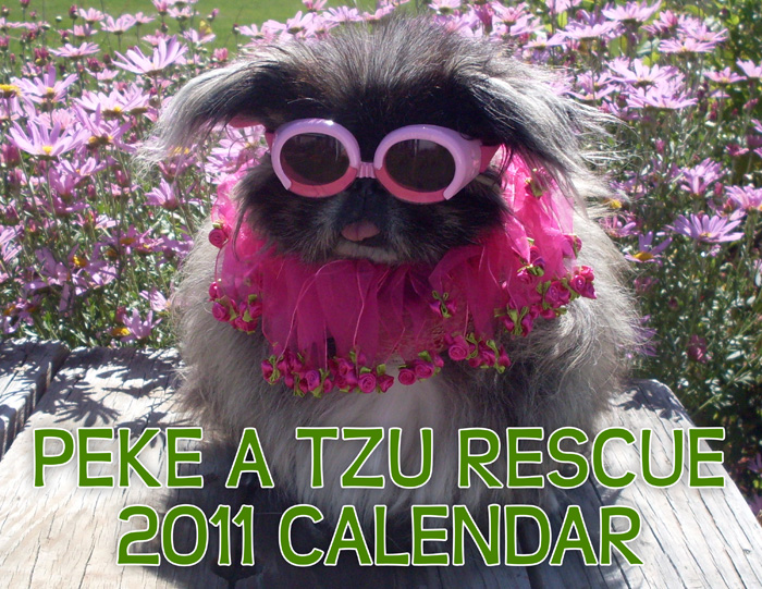 2011 Peke A Tzu Rescue Calendar