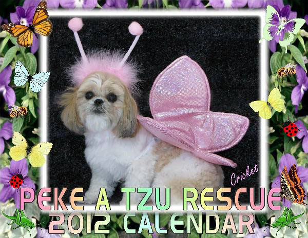 2012 Peke A Tzu Rescue Calendar