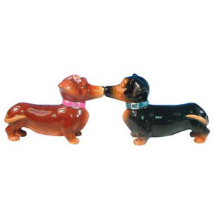 Dachshund