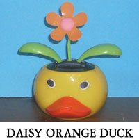 Daisy Orange Duck