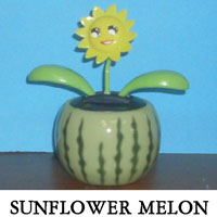 Sunflower Melon